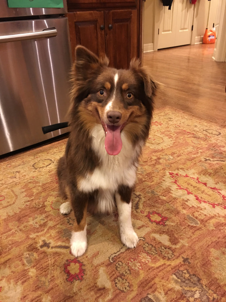 Bailey Says Thank You!