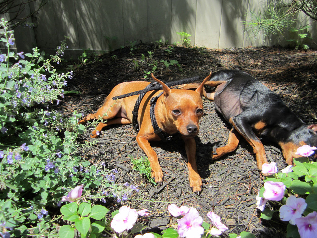 Annette from New York